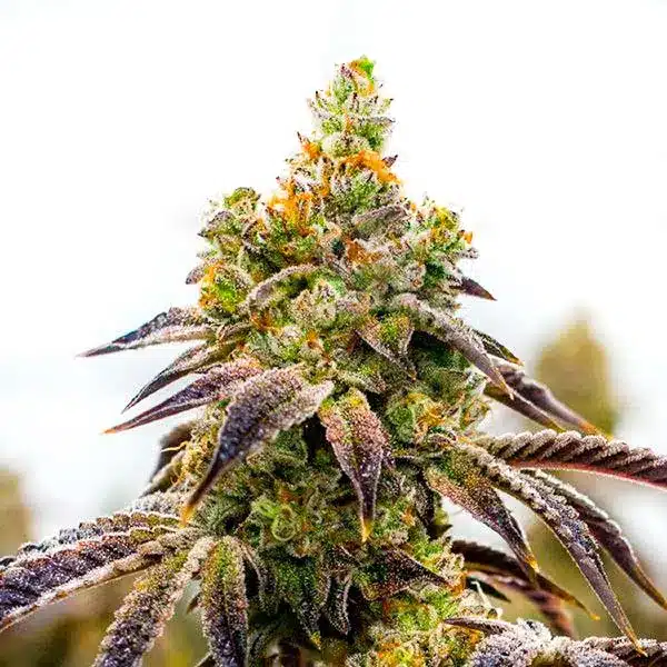 Black Domina x Afghan Kush strain with dense buds and dark green leaves.
