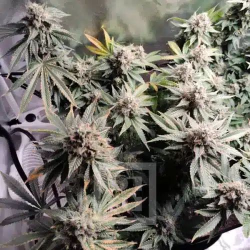 Blackberry Moonrocks buy