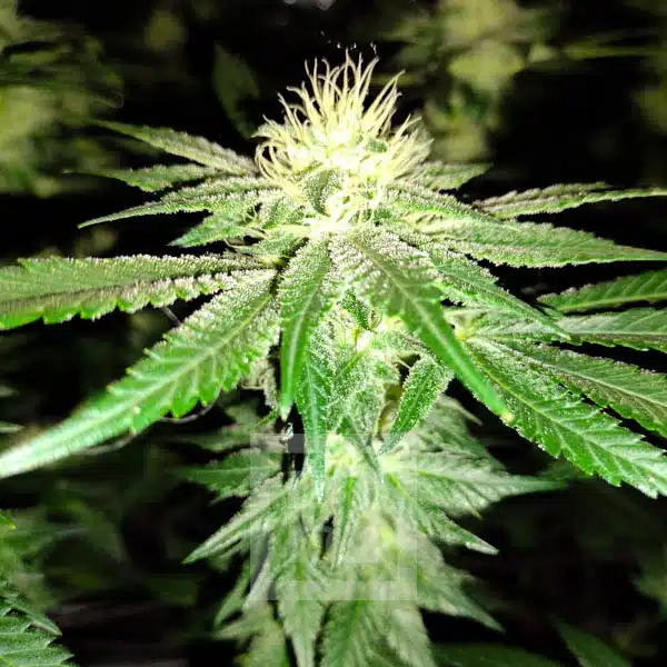 Blackberry Moonrocks big bud