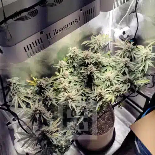Blackberry Moonrocks 4 harvest