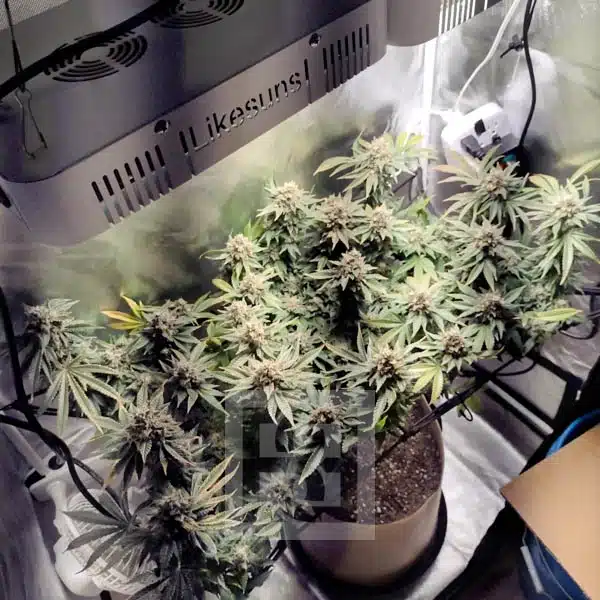 Blackberry Moonrocks 4 harvest