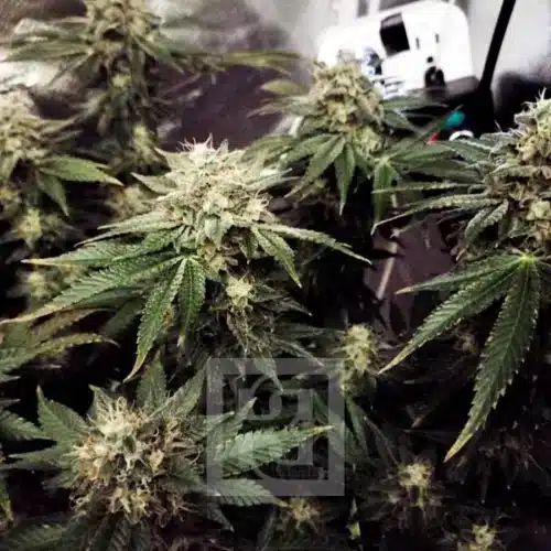 Blackberry Moonrocks Indoor zoom
