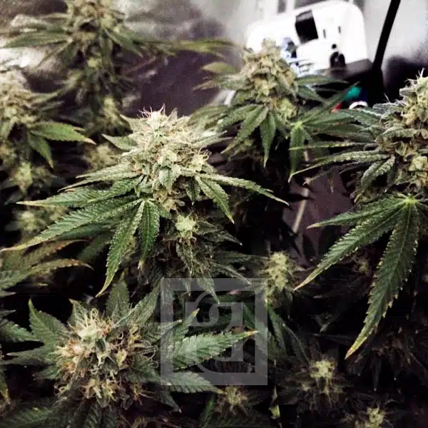 Blackberry Moonrocks Indoor zoom