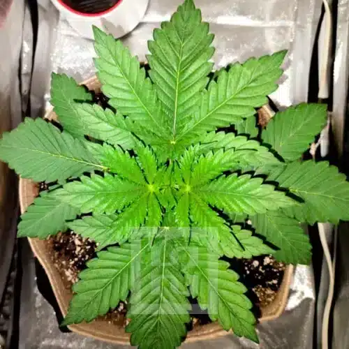 Blackberry Moonrocks week by week