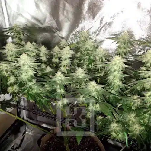 Blackberry Moonrocks buds