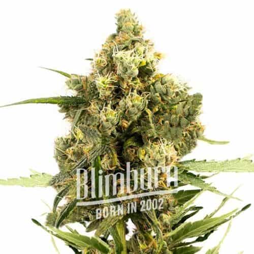 Gorilla Glue x Do Si Dos