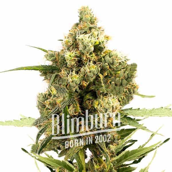 Gorilla Glue x Do Si Dos