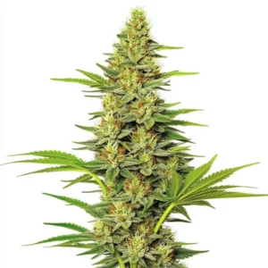 Dense green cannabis bud with frosty trichomes, highlighting the White Widow Fast Version strain.
