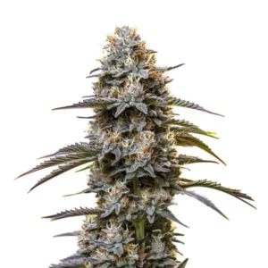 Chocolate Thai cannabis plant with purple-hued buds and dark green leaves, covered in trichomes.