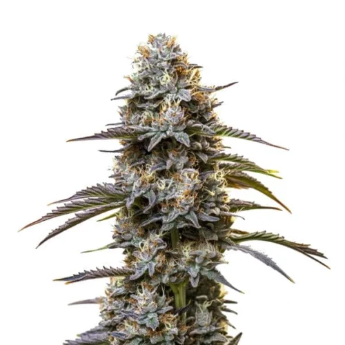 Chocolate Thai cannabis plant with purple-hued buds and dark green leaves, covered in trichomes.