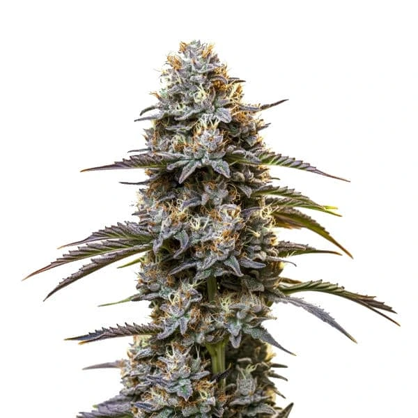 Chocolate Thai cannabis plant with purple-hued buds and dark green leaves, covered in trichomes.