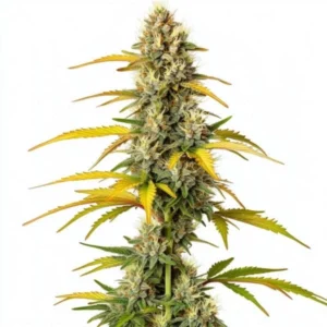 Close-up of a GMO cannabis plant with yellowing leaves and dense, resin-coated buds.