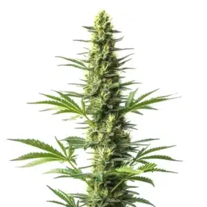 Amnesia Fast Version CBD cannabis plant with green buds and orange pistils.