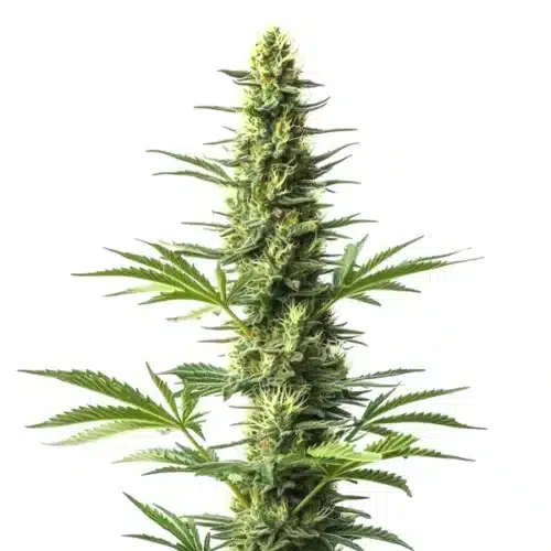 Amnesia Fast Version CBD cannabis plant with green buds and orange pistils.