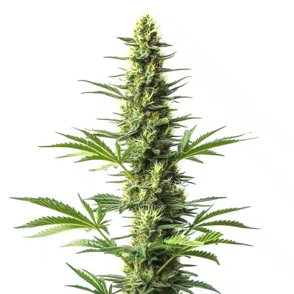 Amnesia Fast Version CBD cannabis plant with green buds and orange pistils.