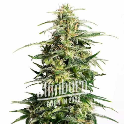 Auto CBD White Widow