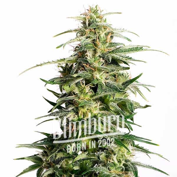 Auto CBD White Widow