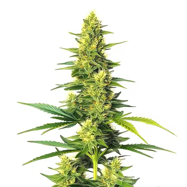 Auto CBD White Widow plant with green buds and orange pistils.