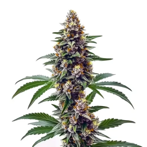 Blueberry Regular strain featuring vibrant buds with purple undertones and bright orange pistils.