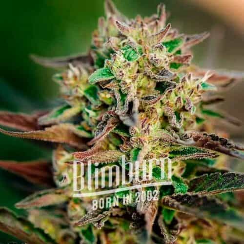 Gorilla G x Pellezino Regular