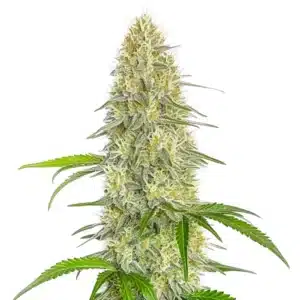 Gorilla Glue #4 Fast Version CBD plant with compact, resin-rich buds and vibrant green leaves.