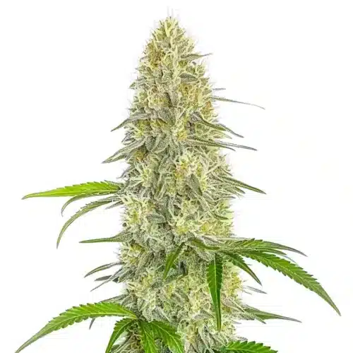 Gorilla Glue #4 Fast Version CBD plant with compact, resin-rich buds and vibrant green leaves.