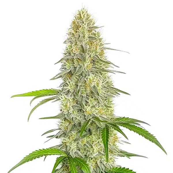 Gorilla Glue #4 Fast Version CBD plant with compact, resin-rich buds and vibrant green leaves.