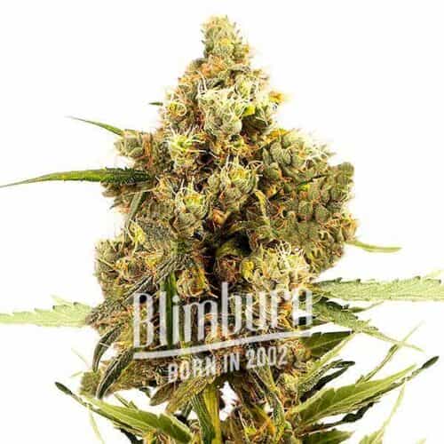 Gorilla Glue x Grapef Regular