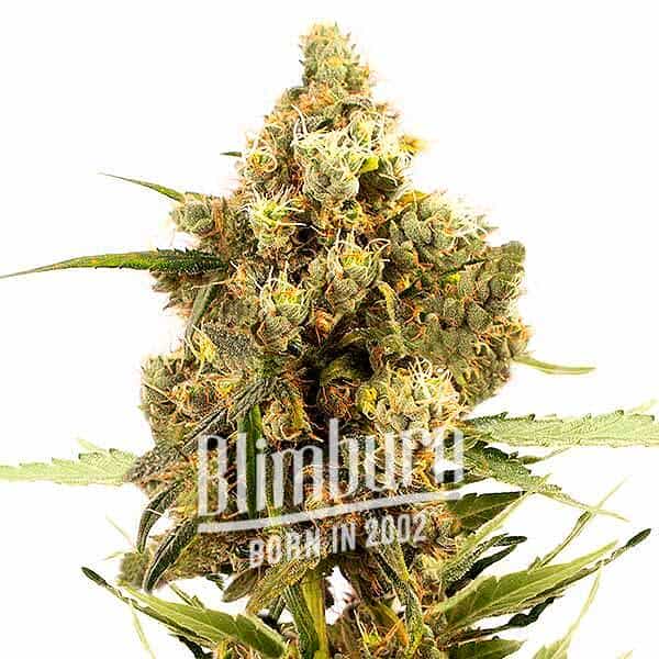 Gorilla Glue x Grapef Regular