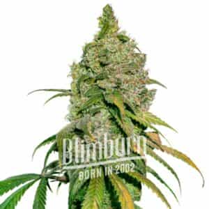 Green Crack x Do Si Dos