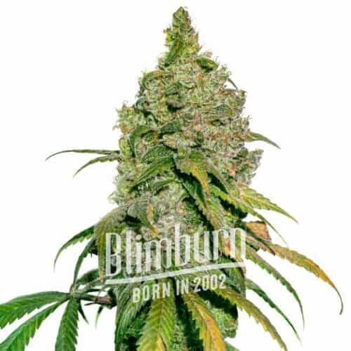 Green Crack x Do Si Dos
