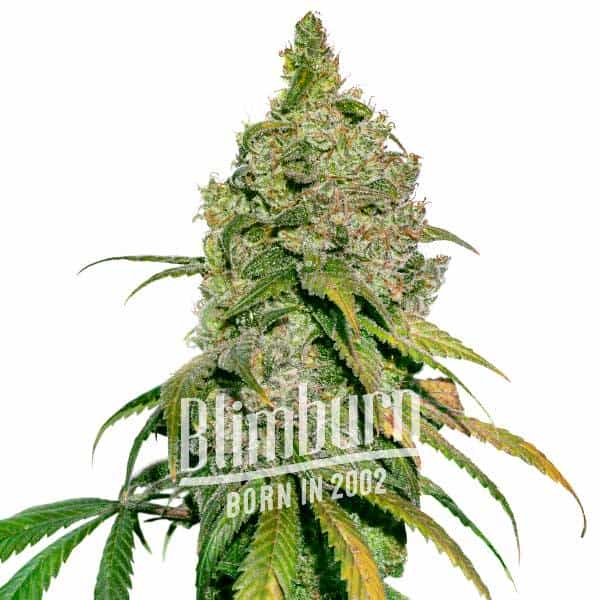 Green Crack x Do Si Dos