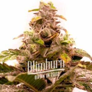 Hawaii x Purple Skunk Regular