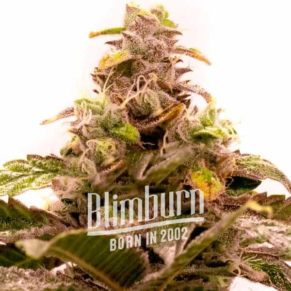 Hawaii x Purple Skunk Regular