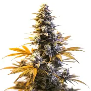 Compact Larry OG cannabis buds with vibrant green hues and frosty trichomes.