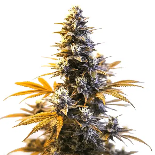 Compact Larry OG cannabis buds with vibrant green hues and frosty trichomes.