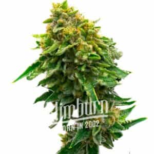 Monkey OG