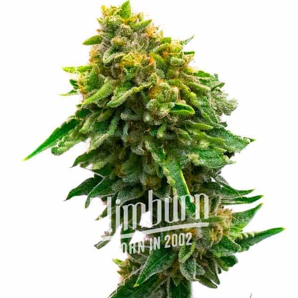 Monkey OG