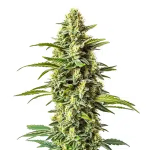 Northern Critical plant with orange pistils and thick green trichome-covered buds.