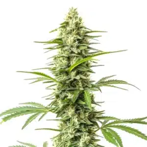 Northern Lights x Do-Si-Dos plant with light green frosty buds and vibrant orange pistils.