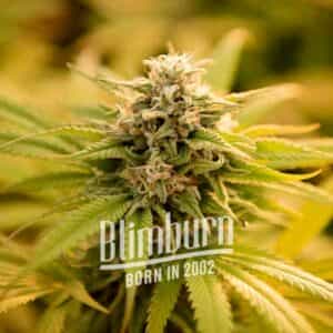 Pineapple Kush
