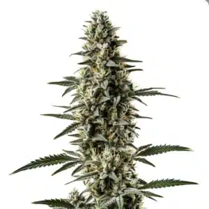 Shiskaberry x Candida Fast Version CBD cannabis with frosty light buds and sugar leaves.