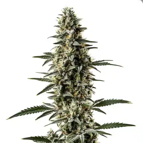 Shiskaberry x Candida Fast Version CBD cannabis with frosty light buds and sugar leaves.