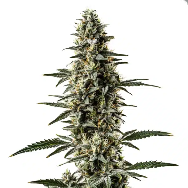 Shiskaberry x Candida Fast Version CBD cannabis with frosty light buds and sugar leaves.