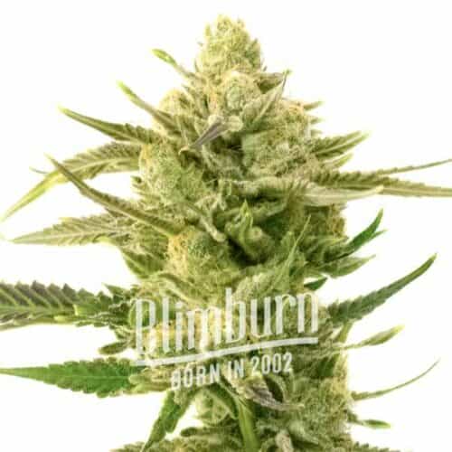 Snow White