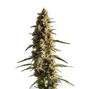 Somango cannabis plant with bright green buds and orange pistils.