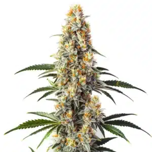 Super Glue cannabis plant with dense, frosted buds and dark green leaves against white background.