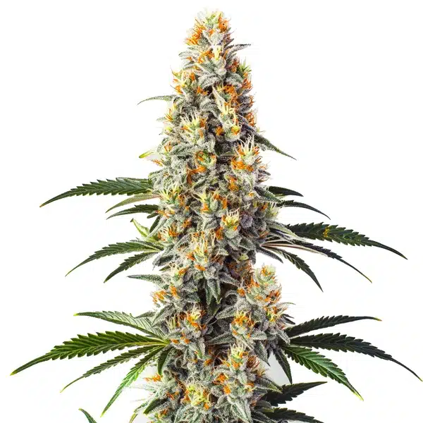 Super Glue cannabis plant with dense, frosted buds and dark green leaves against white background.