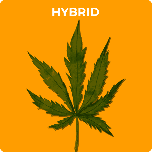 Hybrid weed