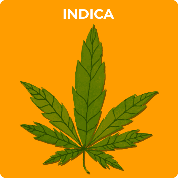 Indica weed